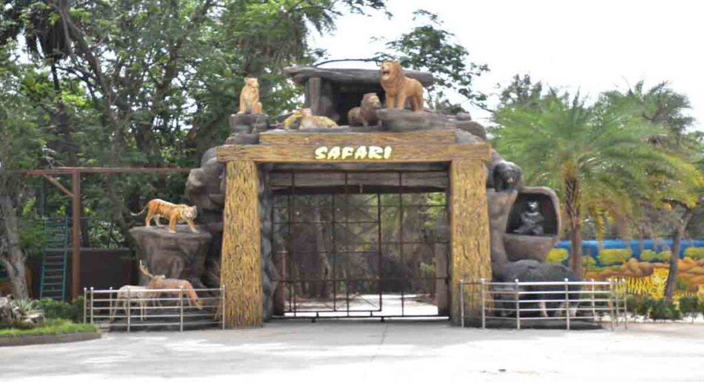 safari