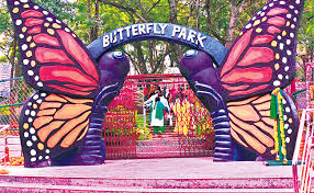 butterfly
